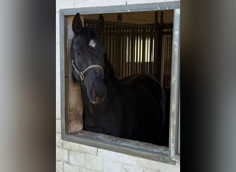 Westphalian, Stallion, 4 years, 16.1 hh, Black