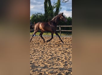 Westphalian, Stallion, 4 years, 16.1 hh, Brown