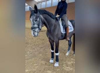 Westphalian, Stallion, 4 years, 16,1 hh, Gray