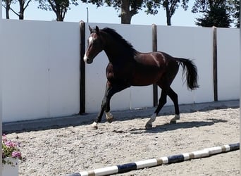 Westphalian, Stallion, 4 years, 16.1 hh