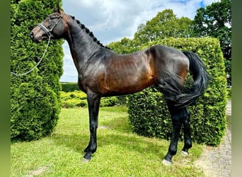 Westphalian, Stallion, 4 years, 16,2 hh, Bay-Dark