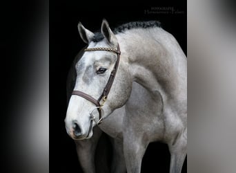 Westphalian, Stallion, 4 years, 16.2 hh, Gray-Dapple