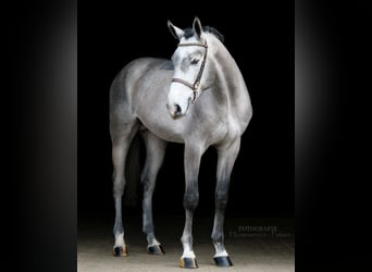 Westphalian, Stallion, 4 years, 16.2 hh, Gray-Dapple