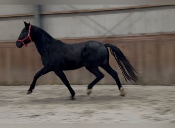 Westphalian, Stallion, 4 years, 16,1 hh, Black