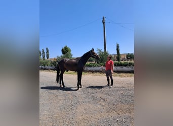 Westphalian, Stallion, 4 years, 16,3 hh, Brown