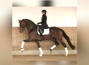 Westphalian, Stallion, 4 years, 17,1 hh, Bay-Dark