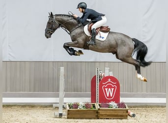 Westphalian, Stallion, 4 years, Grey