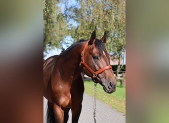 Westfale, Hengst, 5 Jahre, 16,1 hh, Falbe