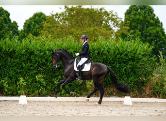 Westphalian, Stallion, 5 years, 16,2 hh, Smoky-Black