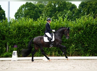 Westphalian, Stallion, 5 years, 16,2 hh, Smoky-Black