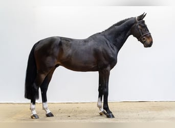 Westphalian, Stallion, 5 years, 16.3 hh