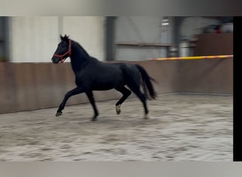 Westphalian, Stallion, 5 years, 16,1 hh, Black