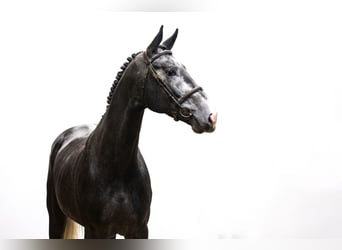 Westphalian, Stallion, 5 years, 17 hh, Gray
