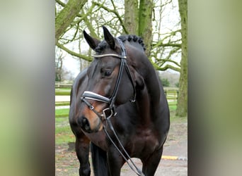 Westphalian, Stallion, 6 years, 16.2 hh, Smoky-Black