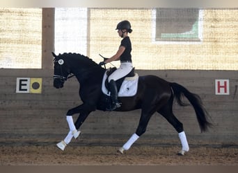 Westphalian, Stallion, 6 years, 16 hh, Black