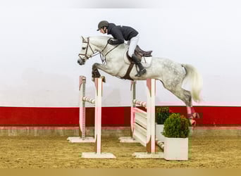 Westphalian, Stallion, 6 years, 16 hh, Grey