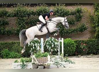 Westphalian, Stallion, 6 years, 17 hh, Gray