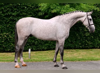 Westphalian, Stallion, 6 years, 17 hh, Gray