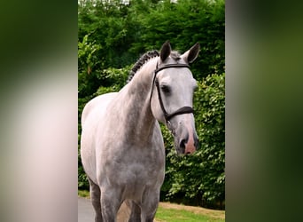 Westphalian, Stallion, 6 years, 17 hh, Gray