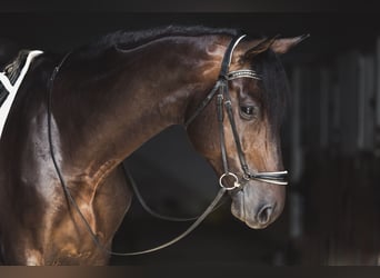 Westphalian, Stallion, 6 years, 18 hh, Bay-Dark