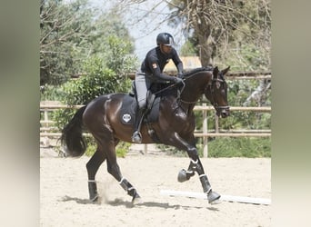 Westphalian, Stallion, 6 years, 18 hh, Bay-Dark