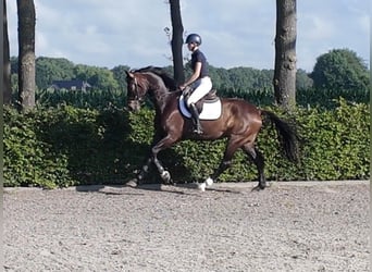 Westphalian, Stallion, 7 years, 16.2 hh