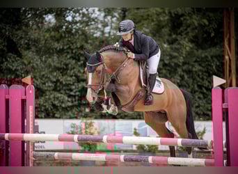 Westphalian, Stallion, 8 years, 16.1 hh, Brown