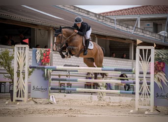 Westphalian, Stallion, 8 years, 16,1 hh, Brown