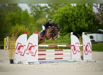 Westphalian, Stallion, 8 years, 16,1 hh, Brown