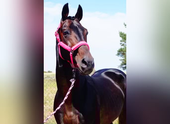Westphalian, Stallion, 19 years, 16,1 hh, Bay-Dark