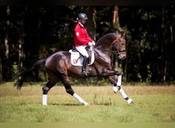 Westphalian, Stallion, 10 years, 16.2 hh, Bay-Dark