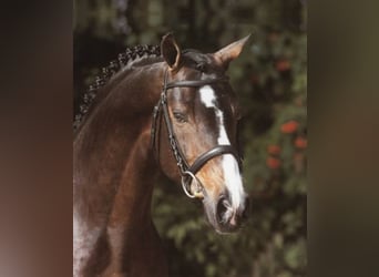 Westphalian, Stallion, 25 years, 16.2 hh, Bay-Dark
