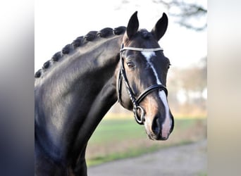 Westphalian, Stallion, 16 years, 16.2 hh, Bay-Dark
