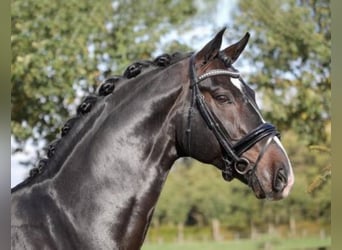 Westphalian, Stallion, 16 years, 16.2 hh, Bay-Dark