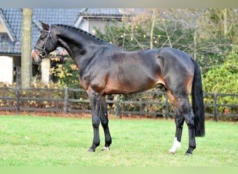 Westphalian, Stallion, 14 years, 16.2 hh, Bay-Dark