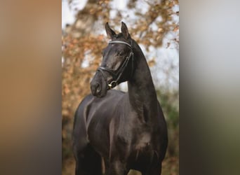 Westphalian, Stallion, 21 years, Black