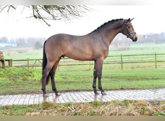 Westphalian, Stallion, 7 years, 16.2 hh, Brown