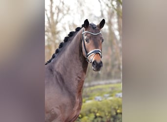 Westphalian, Stallion, 7 years, 16.2 hh, Brown