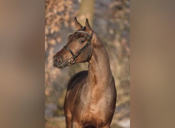 Westphalian, Stallion, 19 years, Brown