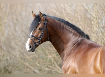 Westphalian, Stallion, 20 years, 16.2 hh, Brown