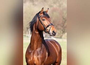 Westphalian, Stallion, 15 years, 17 hh, Brown