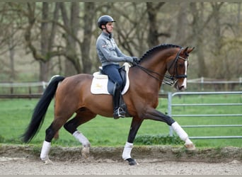 Westphalian, Stallion, 20 years, 16.2 hh, Brown