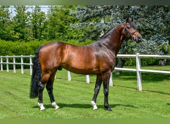 Westphalian, Stallion, 22 years, 16.1 hh, Brown