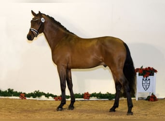 Westphalian, Stallion, 9 years, 16.1 hh, Brown