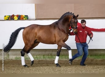 Westphalian, Stallion, 19 years, 16.2 hh, Brown