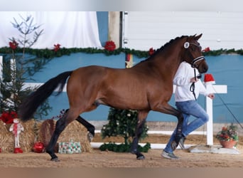 Westphalian, Stallion, 9 years, 16.1 hh, Brown