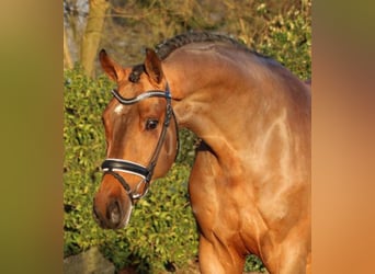 Westphalian, Stallion, 11 years, 16.2 hh, Brown