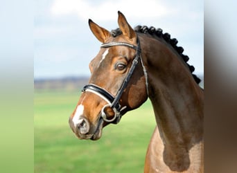 Westphalian, Stallion, 21 years, 16.2 hh, Brown