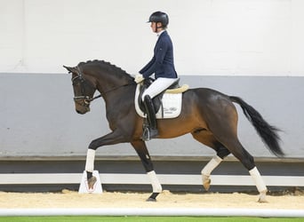 Westphalian, Stallion, 5 years, 16.1 hh, Brown