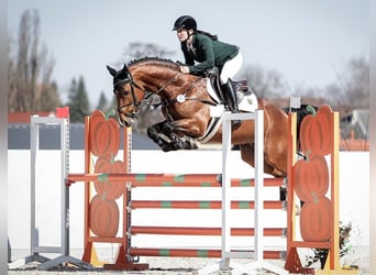 Westphalian, Stallion, 6 years, 16 hh, Brown